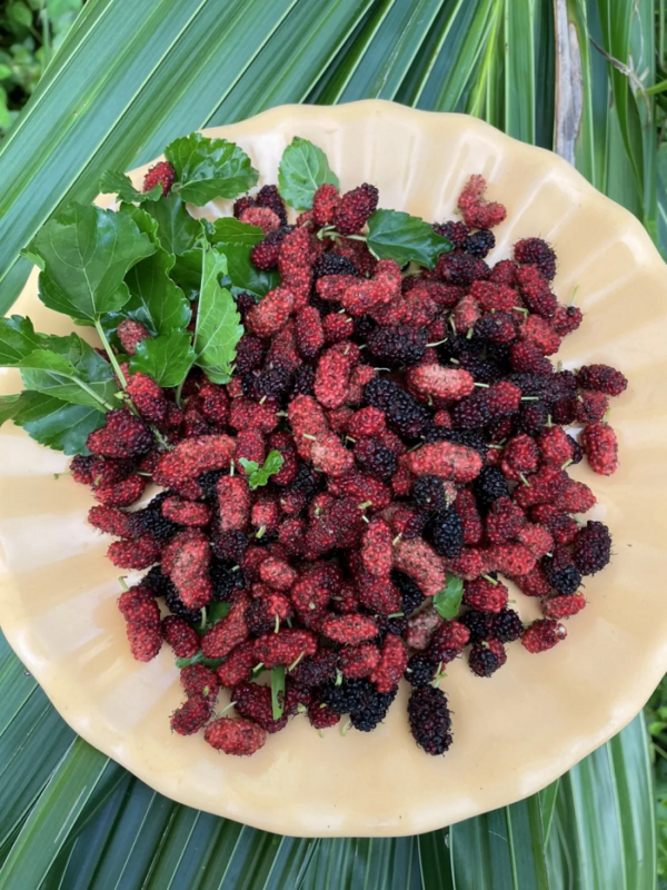 Mulberry Syrup